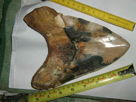 What Is The Largest Megalodon Tooth Ever Found