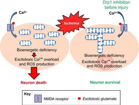 Mitochondrial Dynamics In Neuronal Injury Development And Plasticity