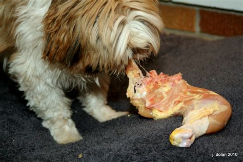 Several places were found that match your search criteria. Where can I buy meat for my dogs raw food diet?