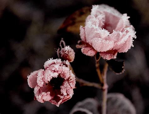 Small Frozen Pink Rose Flower Photography By Zèè