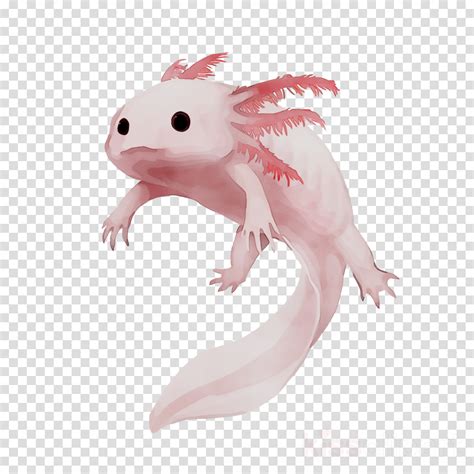 Axolotl Cartoon