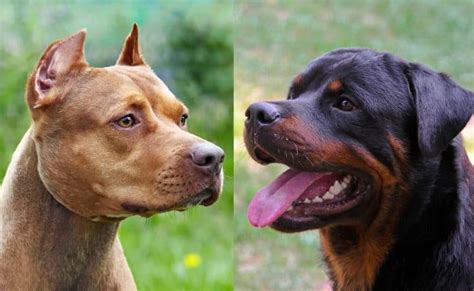 Are Rottweilers Smarter Than Pitbulls