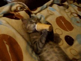 Cat Licking Gifs Find Share On Giphy
