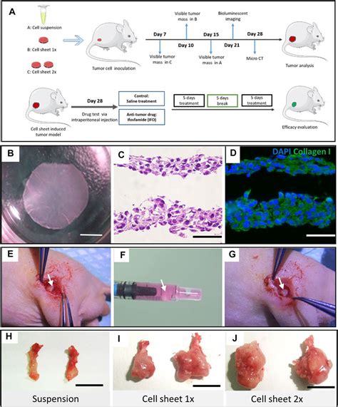 Histological Morphology Of Nude Mice Transplantation My XXX Hot Girl