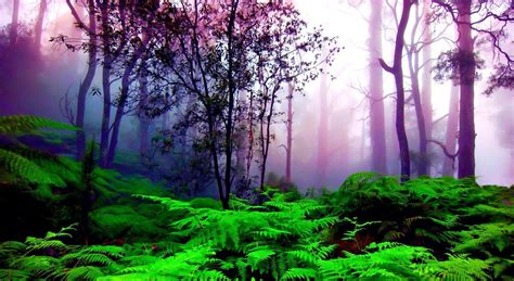 Purple And Green Nature Wallpaper Beautiful