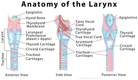 Anatomy And Physiology Of Speech Lungs And Larynx Diagram Quizlet