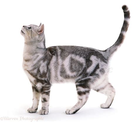 Silver Tabby Cat Standing Photo Wp02256