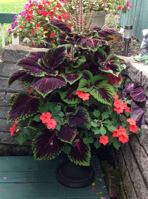 Coleus With Impatiens Fall Container Gardens Container Gardening
