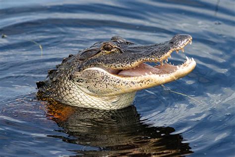 Alligator Roseannalleyton
