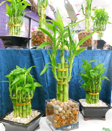 Lucky Bamboo 7 Best Potted Plants To Consider Having In Your