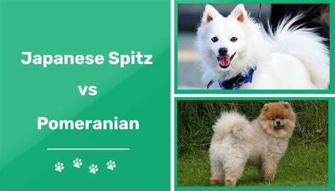 Japanese Spitz Vs Pomeranian Key Variations And Similarities