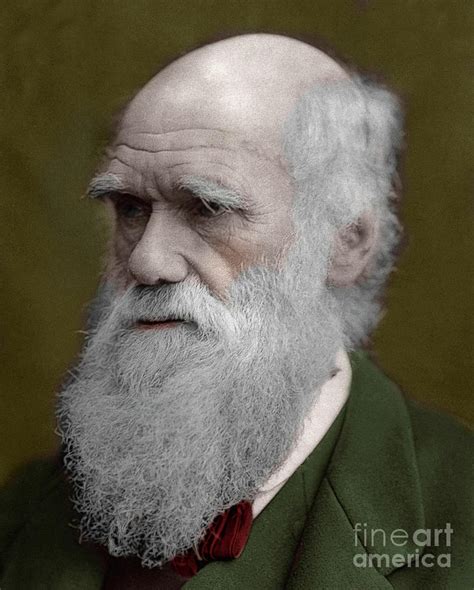 Portrait Of Charles Darwin 1878 Photograph By English School Pixels