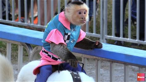 Adorable Monkeys Ride Dogs Like Jockeys Youtube
