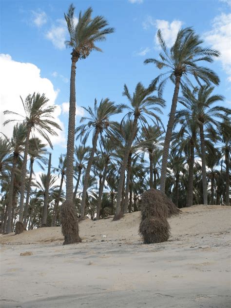 1 Exposed Roots Of Palm Trees Indicating Severe Erosion Along The Beach