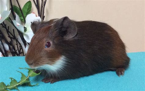 Cherished Cavies — Available Female Guinea Pigs 😍 They Are Three