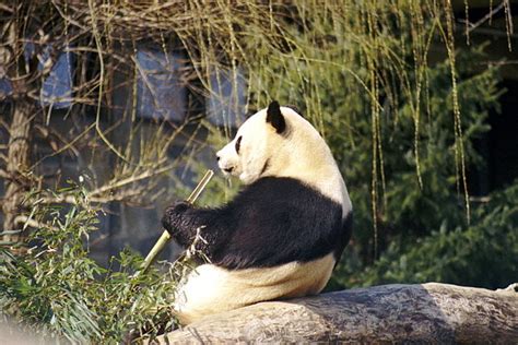 Could Panda Poop Fuel The Future Bamboo Busting Bacteria Could Speed