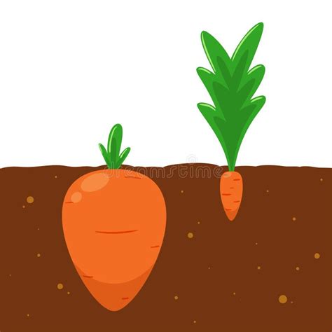The Big And Small Carrots Isolated Vector Illustration Stock