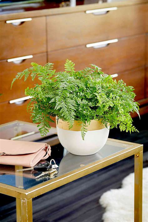 Best Ferns To Grow Indoors Better Homes And Gardens