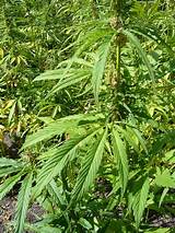 Wild Plants That Look Like Marijuana Images