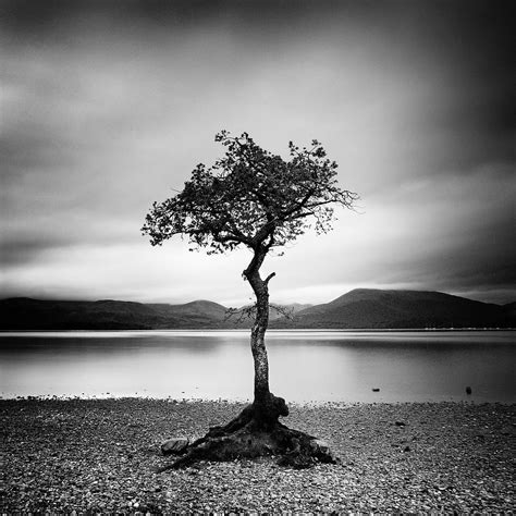 Scotland Milarrochy Tree Photograph by Nina Papiorek | Fine Art America