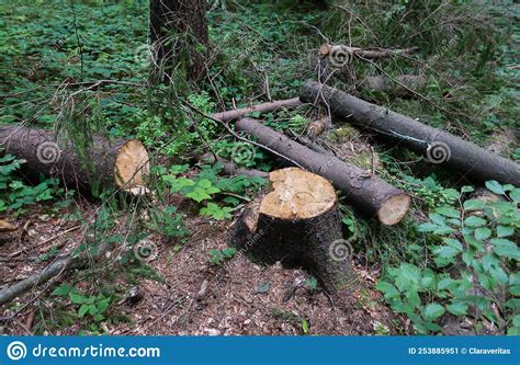 Tree Cutting In Forest Deforestation In Natural Environment Stock