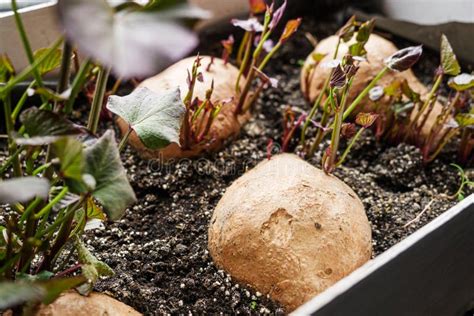 Sprouted Sweet Potatoes In A Container For Growing Seedlings Stock