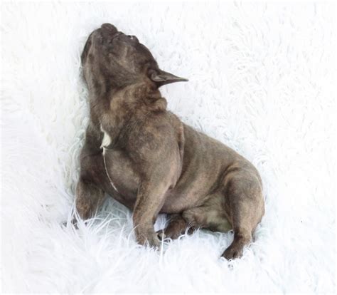 Breeding the finest akc registered french bulldog puppies in the country, 5 star rated by our customers. Blue French Bulldog Puppies for Sale - Breeding Blue ...
