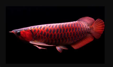 12 Jenis Ikan Arwana Harga And Perawatannya Blog Ruparupa
