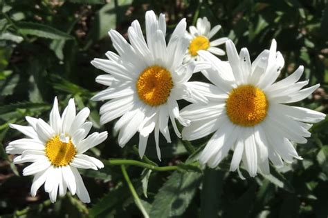How To Grow Daisy Flowers Growing Perennial Daisies Flower Plant