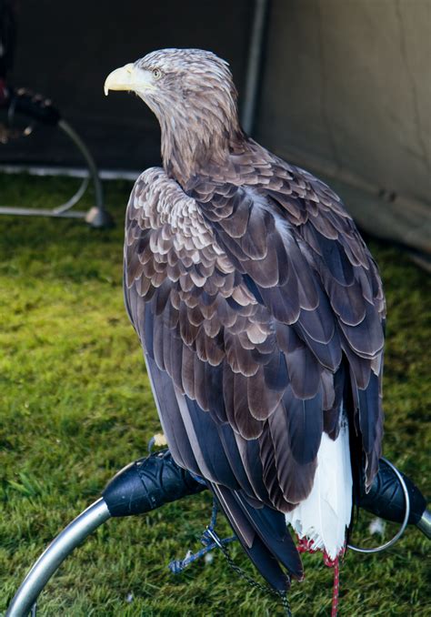 Eagle Bird Of Prey Free Stock Photo Public Domain Pictures