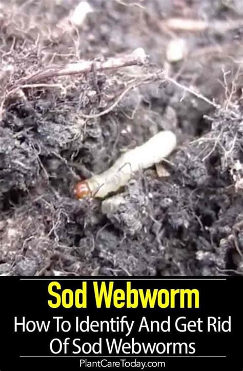Sod Webworms Ground Dwelling Caterpillars Do Significant Damage To A
