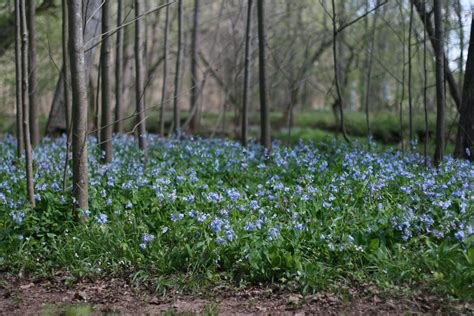 Virginia Bluebells In The Forest Virginia Bluebells Wild Flowers