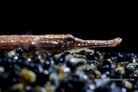 Img7194 0w Close Up Long Snouted Pipefish Doryichthys Flickr