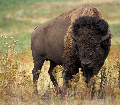 Free Photo Bison Buffalo American Animal Mammal Prairie
