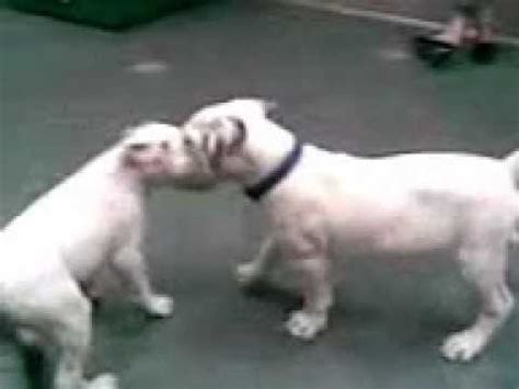 Is the american bulldog the right dog breed for you? Johnson VS Scott -American Bulldog- - YouTube