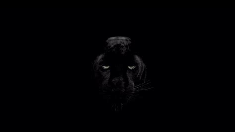 Black Tiger Wallpaper Youtube