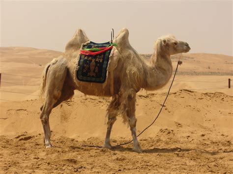 Fotos Gratis Paisaje Arena Desierto Camello Paseo Fauna