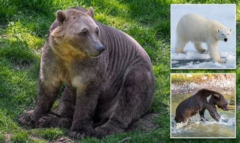 Meet The Pizzly Bear Critically Endangered Polar Bears Are Mating