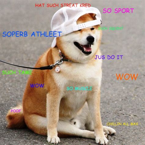 Shibe Doge Meme Is So Muscle With His Cool New Hat