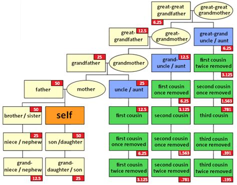 What Is A Second Cousin Twice Removed This Chart Explains It All