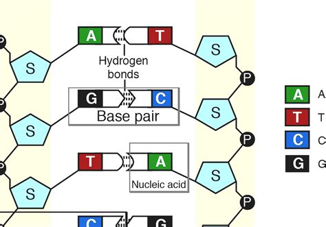 Base Pair Base Pairs In Human Genome
