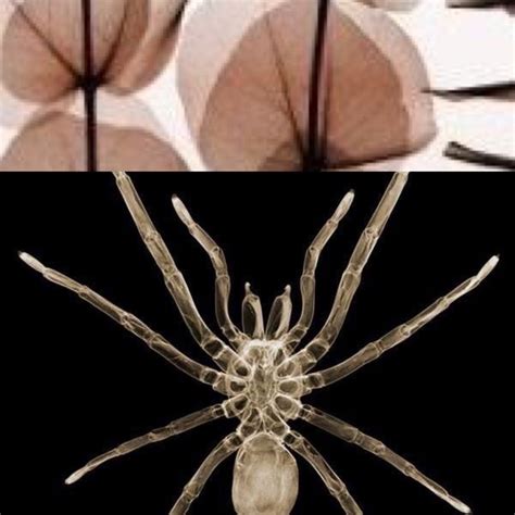 More Pins Like This At Fosterginger Pinterest Xray Art X Ray Insects