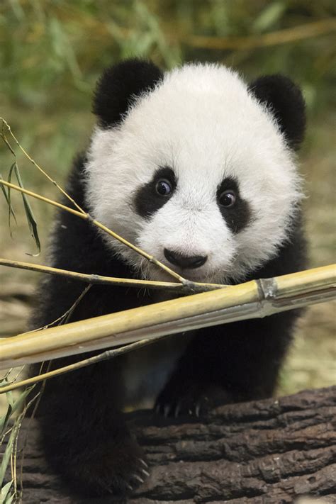 Panda Twins Are Top Attraction At Vienna Zoo Zooborns