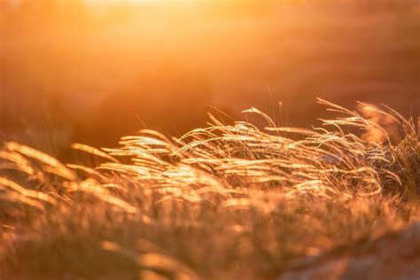 Field With Wild Grasses At Sunset Selective Focus Summer Landscape