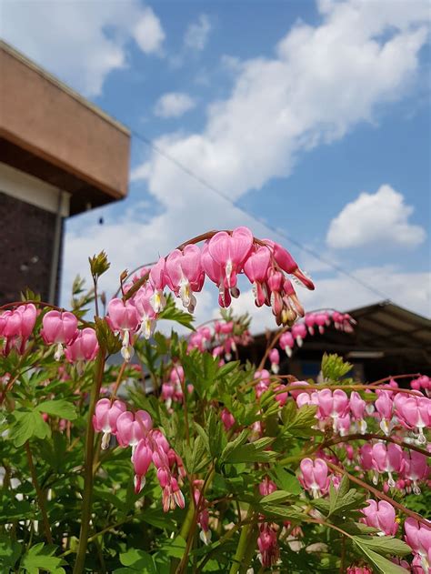 Hd Wallpaper Spring Flowers Plants Sky Blue Sky Pink Hart Hearts