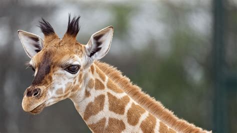 Download Wallpaper 2560x1440 Giraffe Animal Wildlife Blur Widescreen