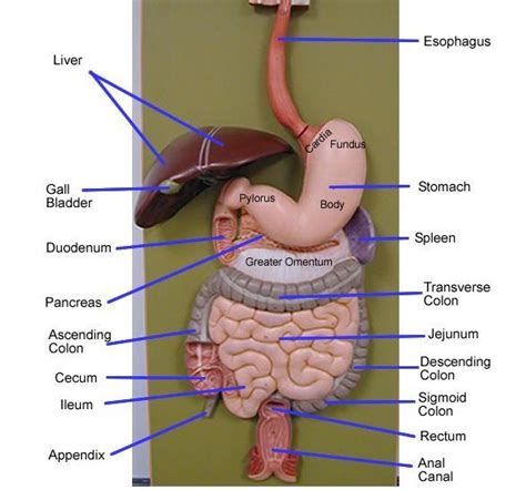 Digestive System Model Labeled Digestive System Model Digestive
