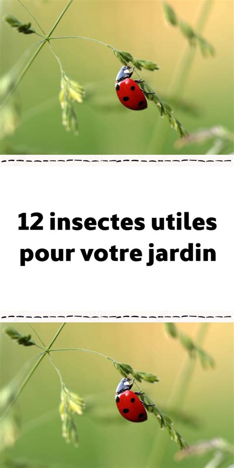 12 Insectes Utiles Pour Votre Jardin Insectes Utiles Astuce Jardin