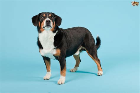 Entlebucher Mountain Dog Dog Breed Facts Highlights And Buying Advice