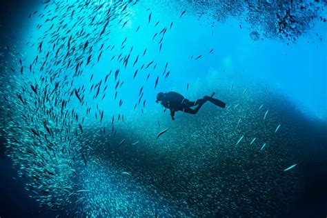 Scuba diving: 11 tips that will make you a pro
